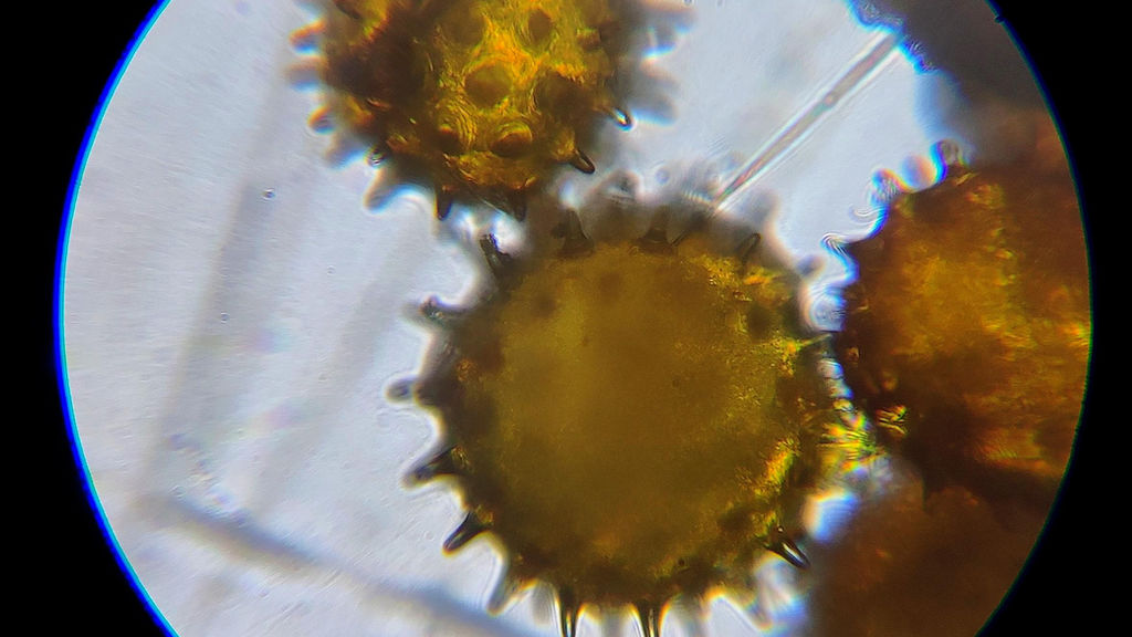 3. Wiping Pollen Off Can Cause Scratches
